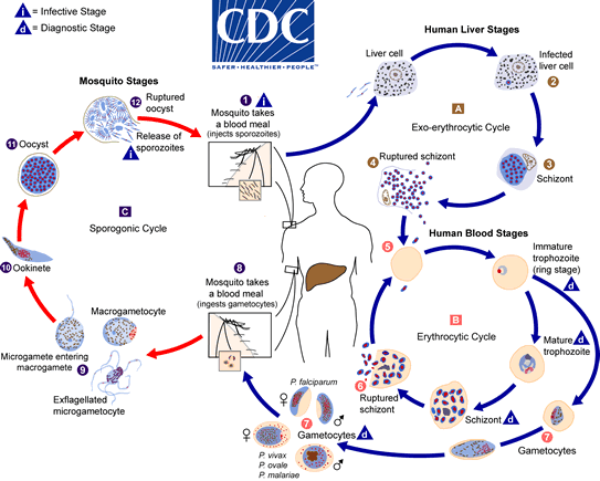 Complete Life Cycle of Malarial Parasite (Plasmodium - Both in Mosquito and Humans)
