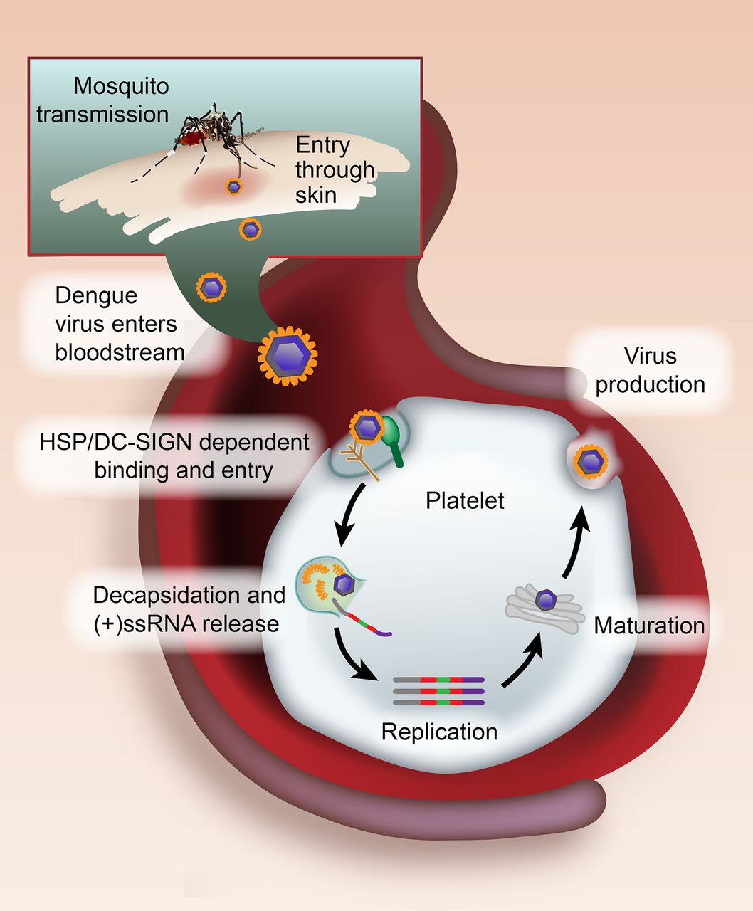 Dengue Virus Replication in Platelets