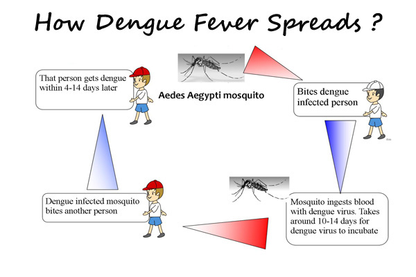 How Dengue Fever Spreads?
