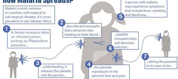 How Malaria Spreads