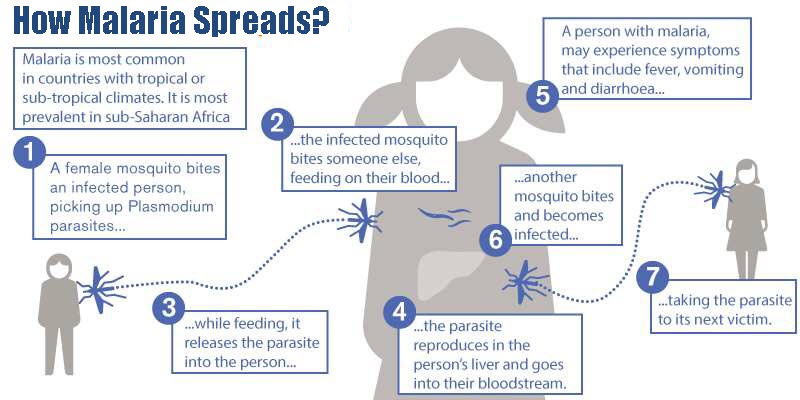 How Malaria Spreads