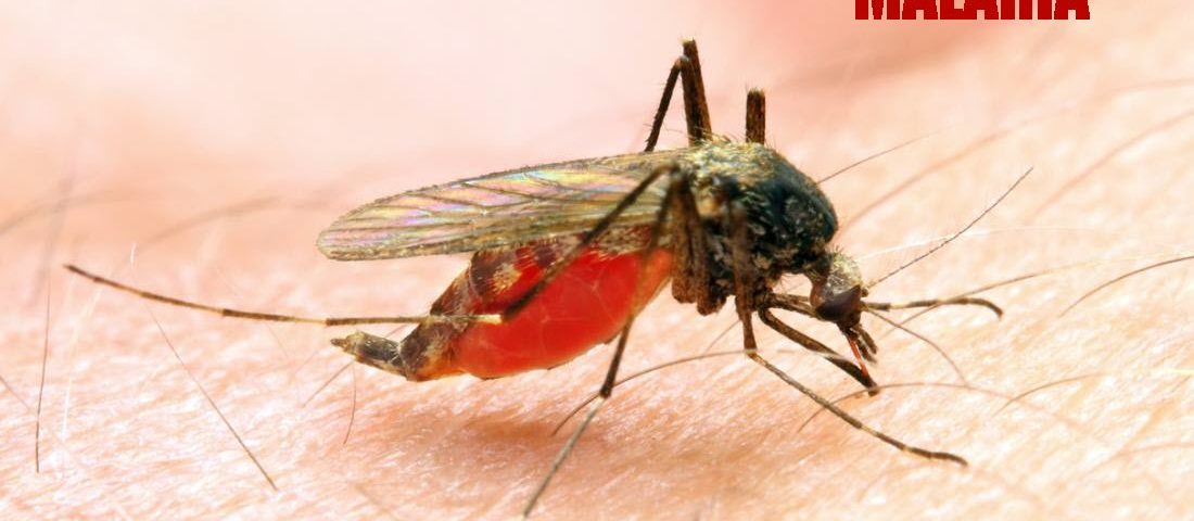 What is Malaria? Is it a Communicable Disease?