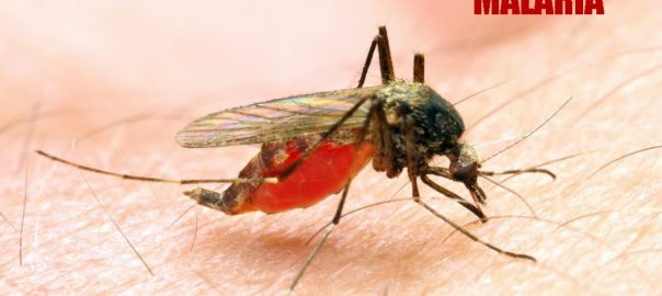 What is Malaria? Is it a Communicable Disease?