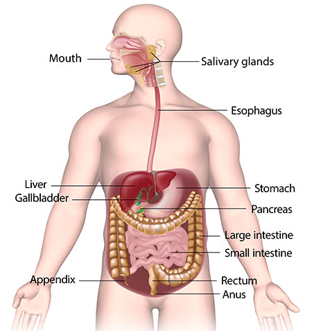 The Gastrointestinal or Digestive System